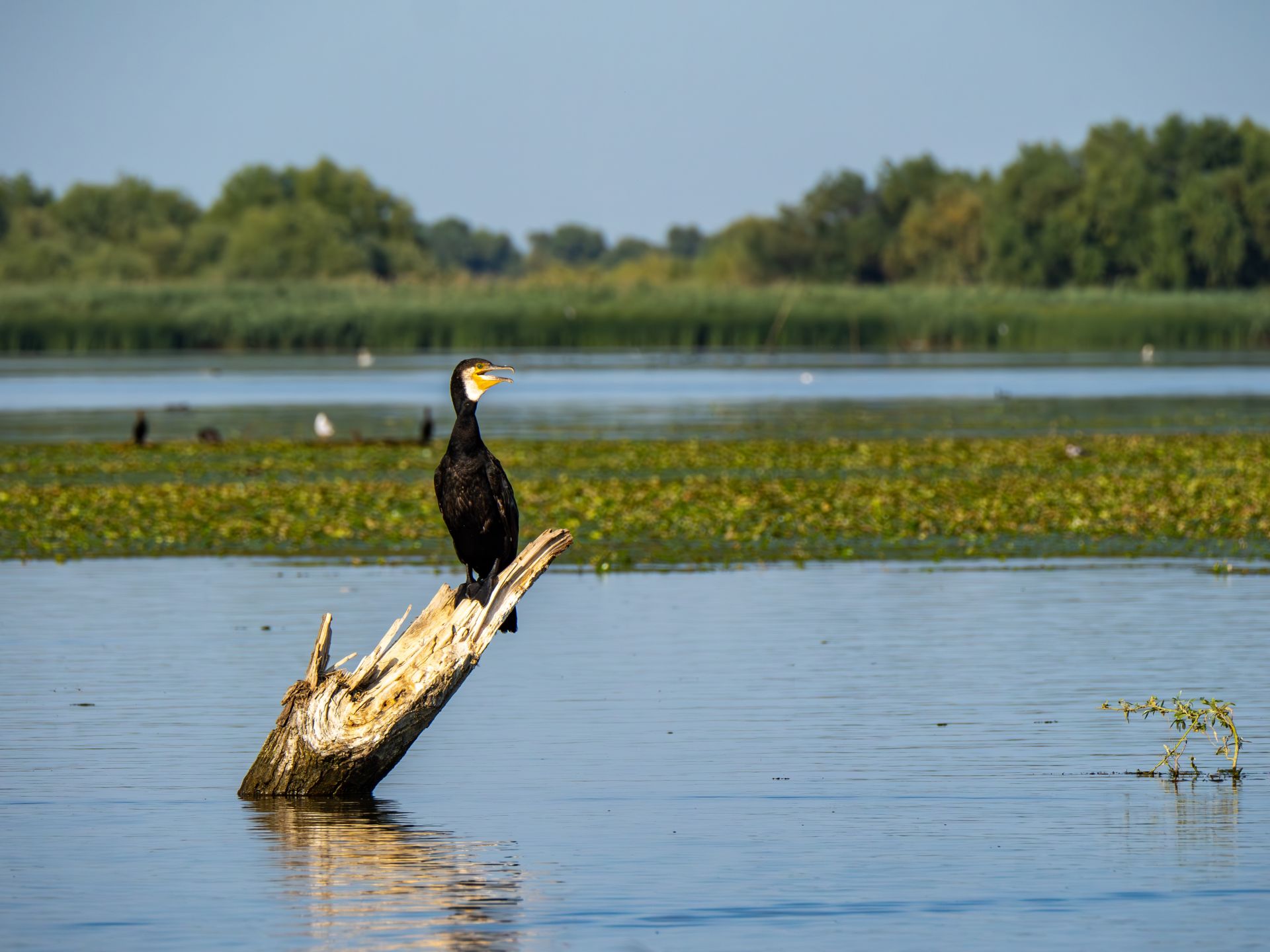 Motivele pentru care statele UE își doresc desființarea cormoranilor
