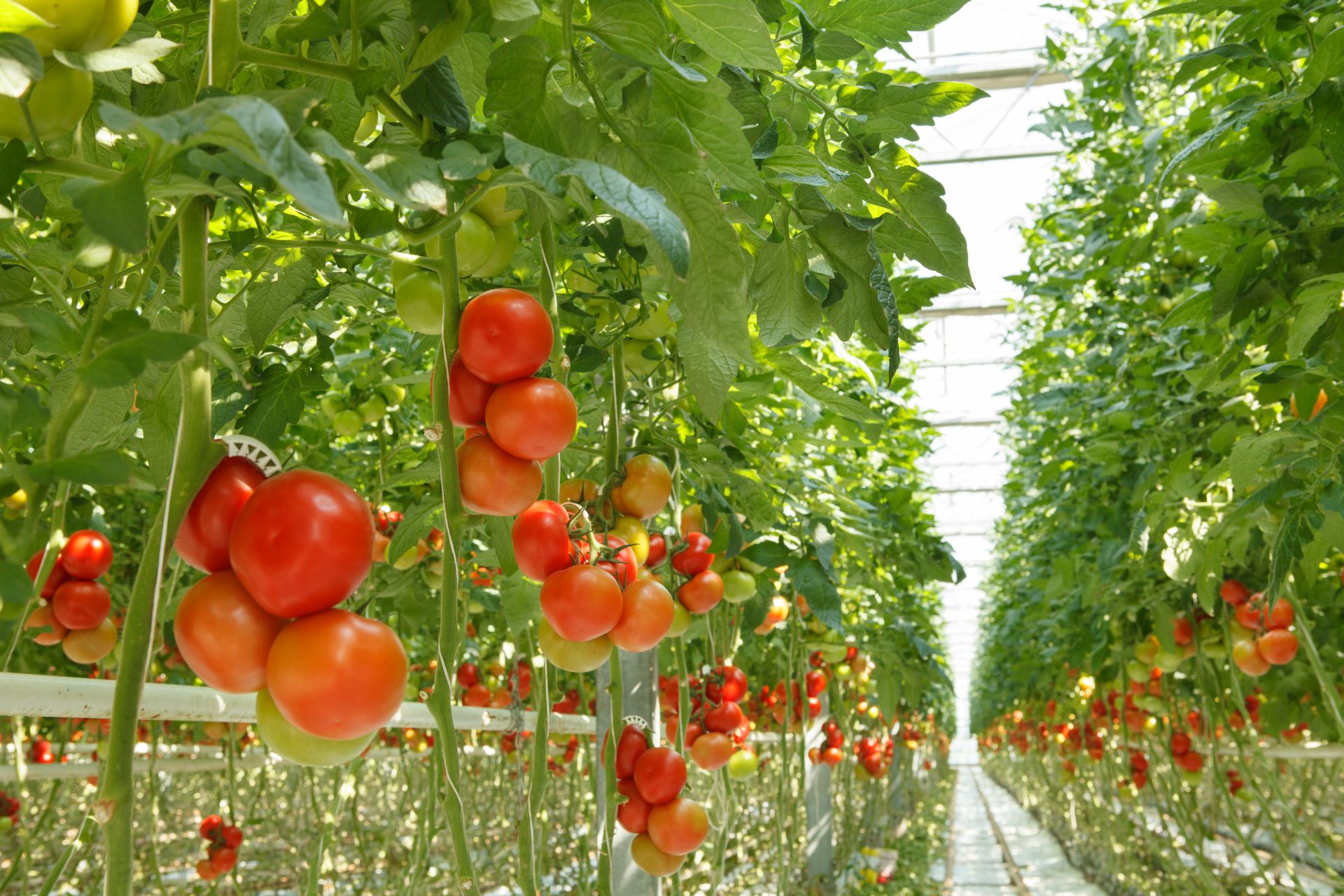 O italiancă împărtășește taina cultivării roșiilor delicioase și suculente