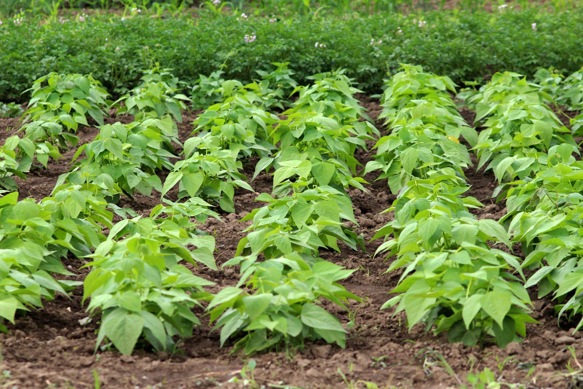 O plantă cere sprijinul „unităților de elită” atunci când este atacată de omizi.