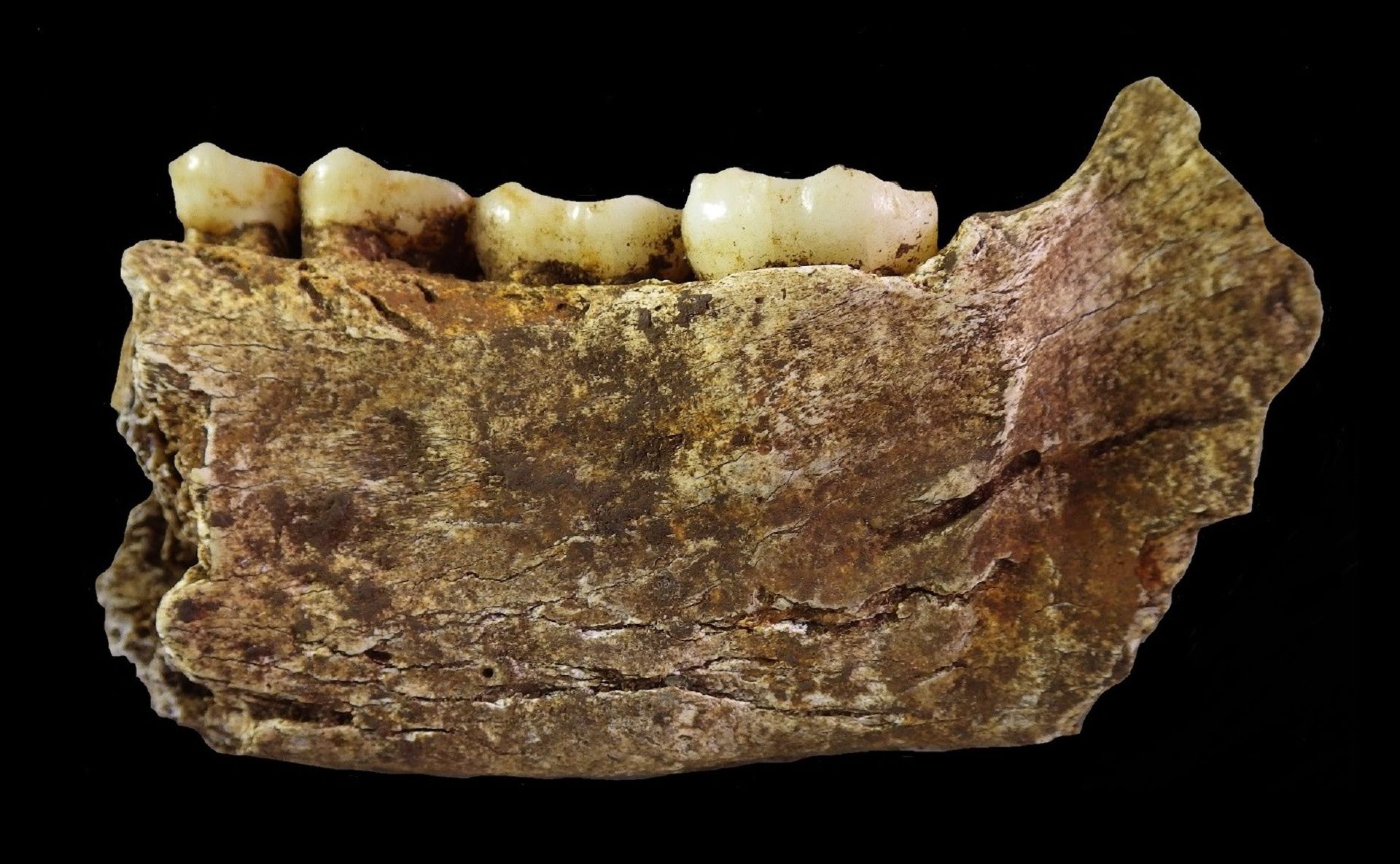 Toate scheletele de Homo Naledi găsite sunt de sex feminin: Implicații și interpretări.