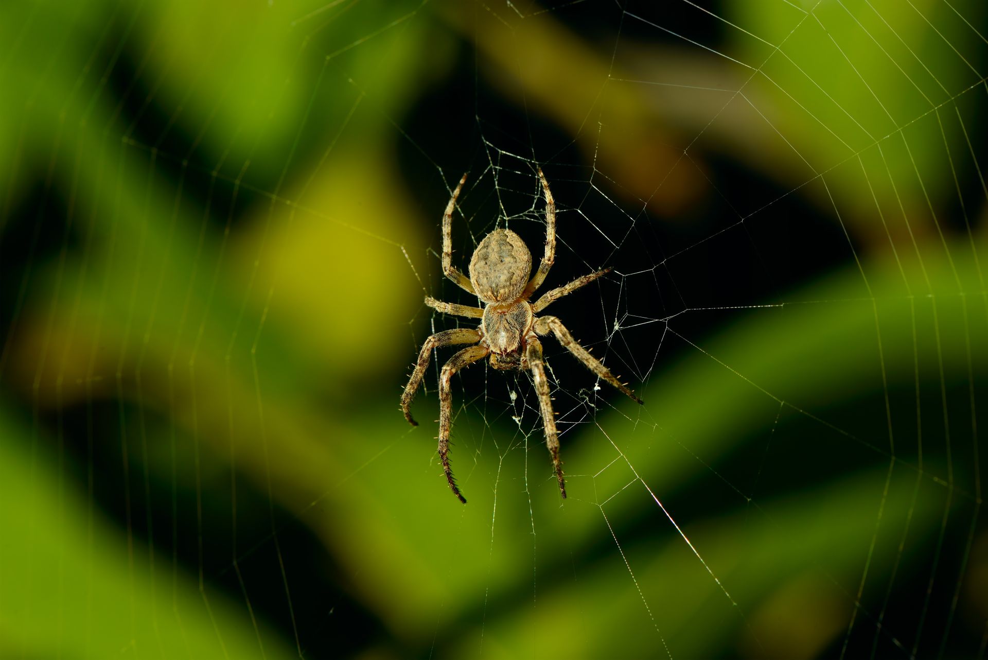 Un model statistic nou ajută cercetătorii să identifice speciile „invizibile” din ecosisteme