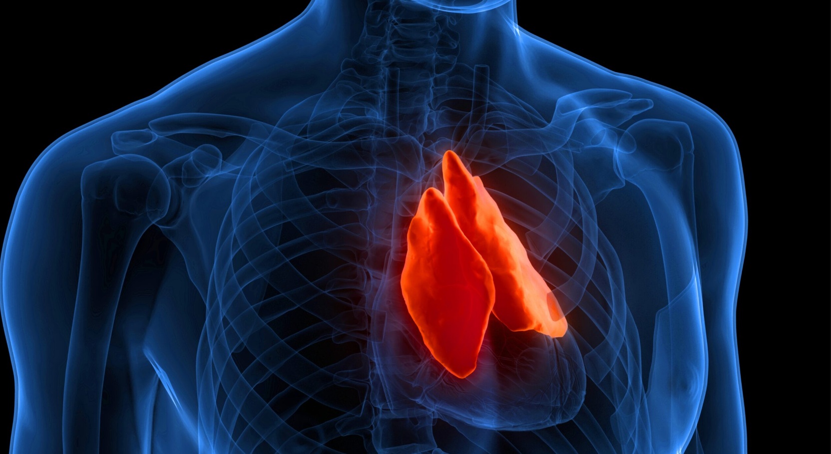 Un organ ignorat ar putea anticipa speranța ta de viață