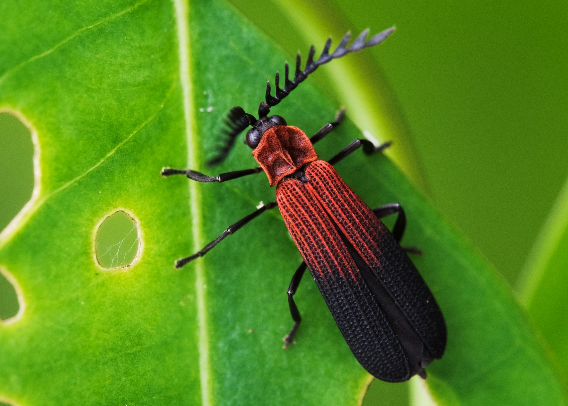 Cercetătorii au refăcut calculele privind totalitatea insectelor de pe Pământ, depășind predicțiile inițiale.