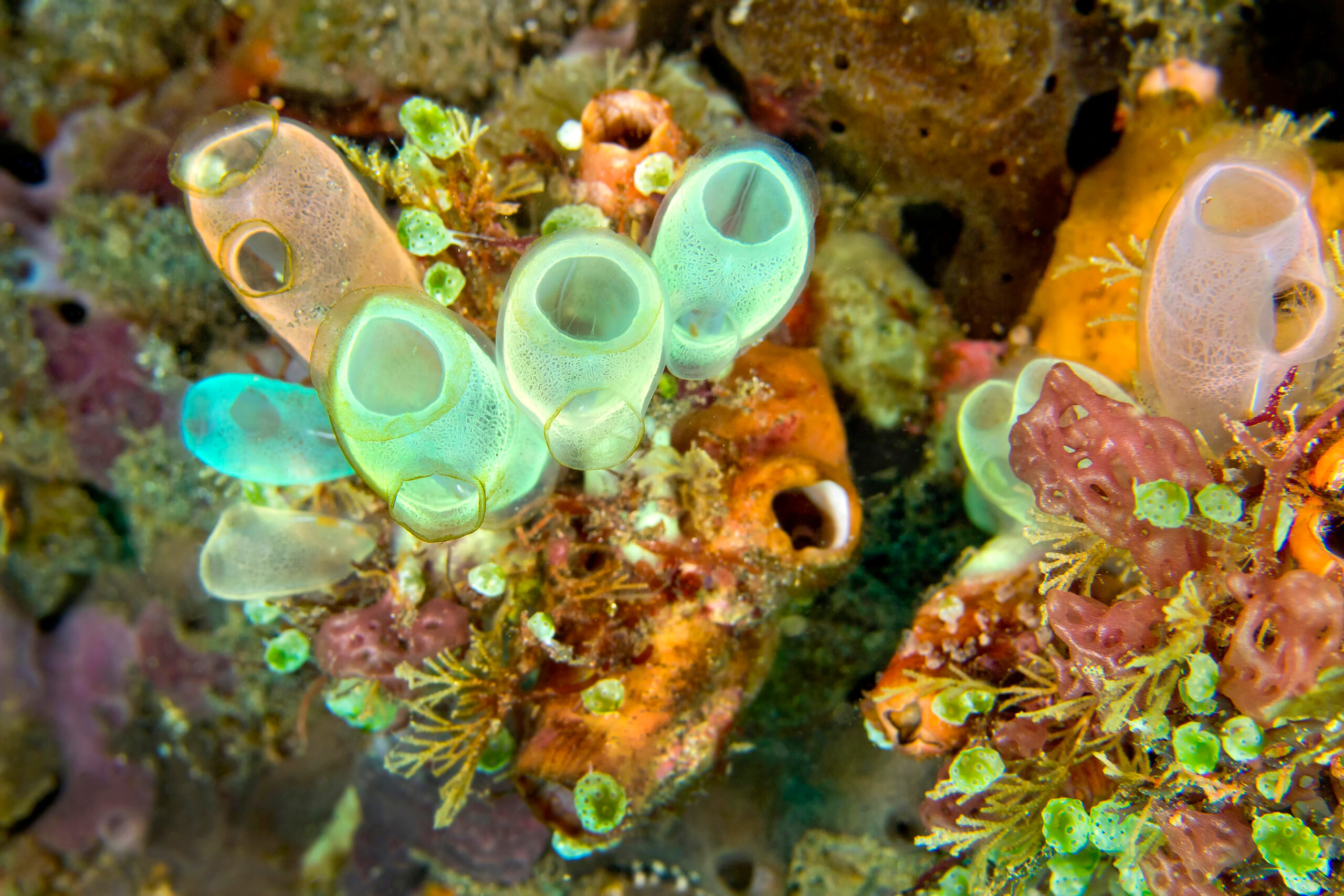 Toxinele provenite de la organismele marine din Antarctica pot ajuta la terapia melanomului