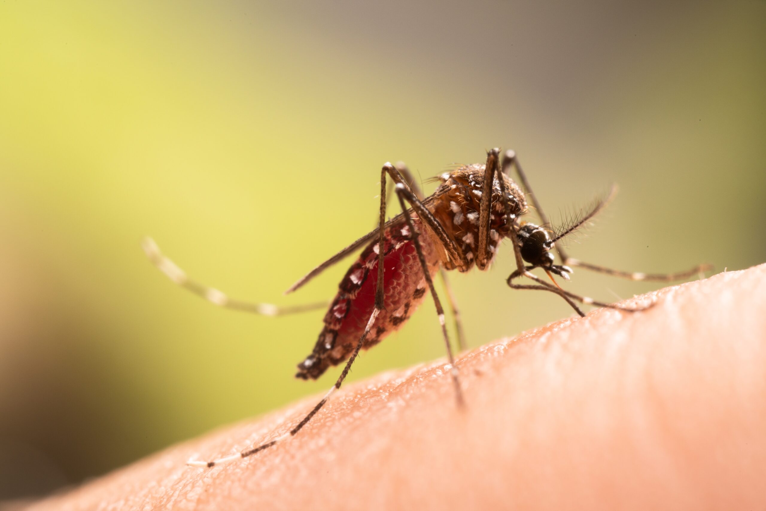 Un virus care se transmite prin țânțari și impactează creierul se extinde rapid.