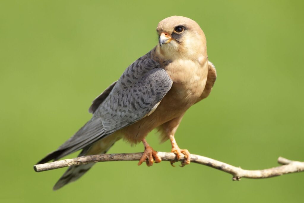 Biologii au descoperit cele mai zgomotoase păsări din întreaga lume