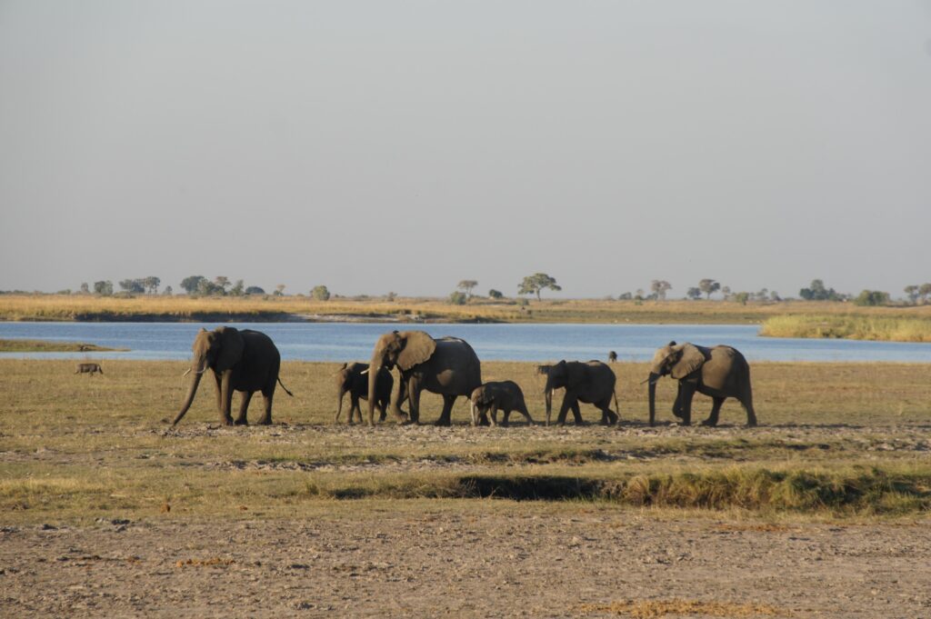 Impactul dispariției unui elefant asupra savanei timp de opt ani