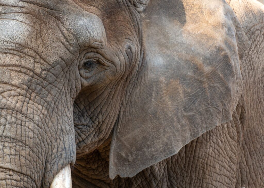 Revelația unui elefant față de o femeie care afirmă că poate comunica telepatic cu animalele.
