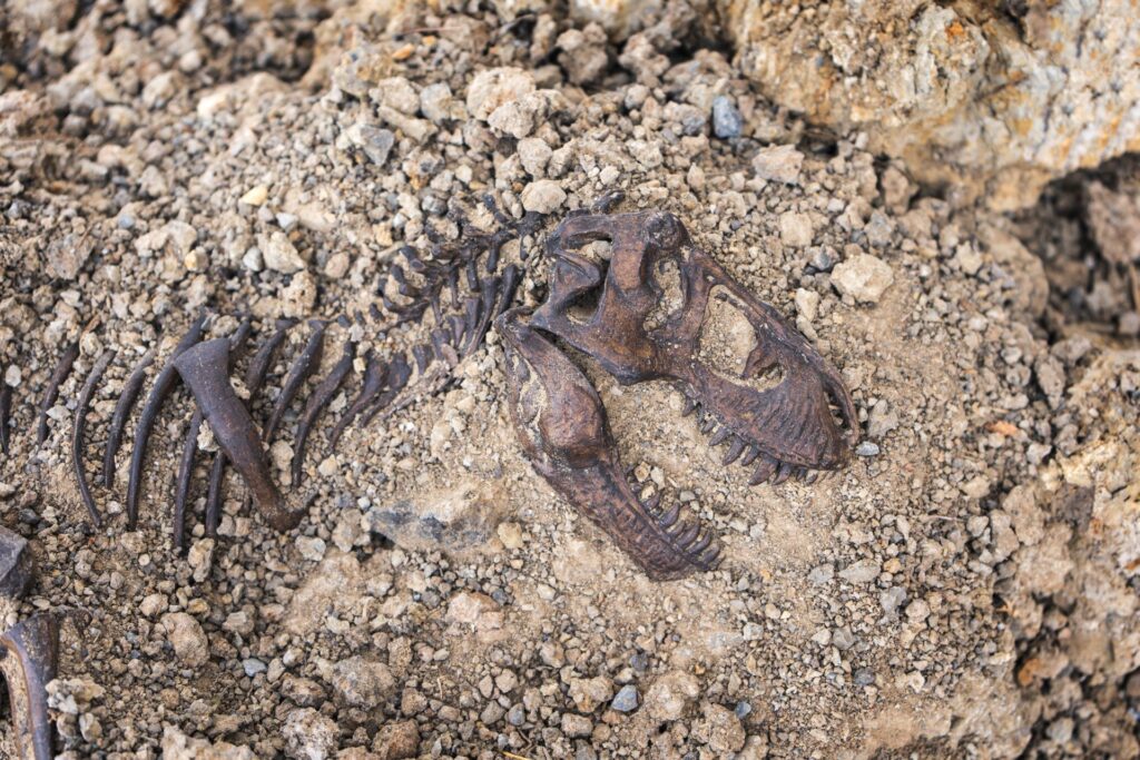 Un mic prădător din perioada Jurassic a avut un impact asupra evoluției creierului uman